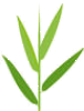 image of Bamboo leaf